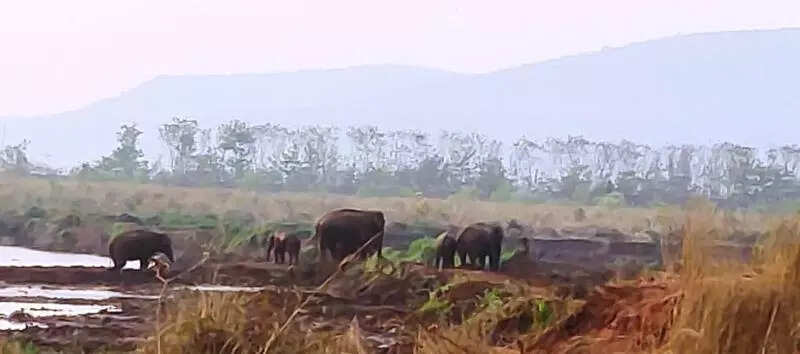 4 killed by elephants in separate attacks in Keonjhar