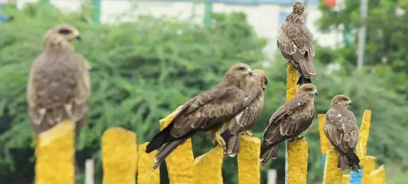 It’s raptor time at Pallikaranai marshland now