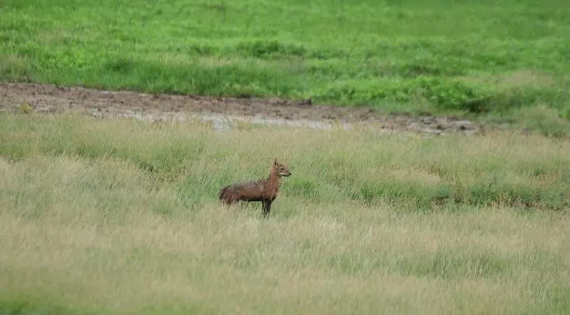 Indian jackal spotted for 1st time at Pallikaranai marsh