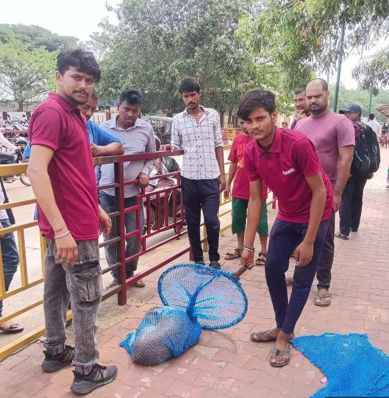 BMC to use new surgery technique for sterilising stray dogs