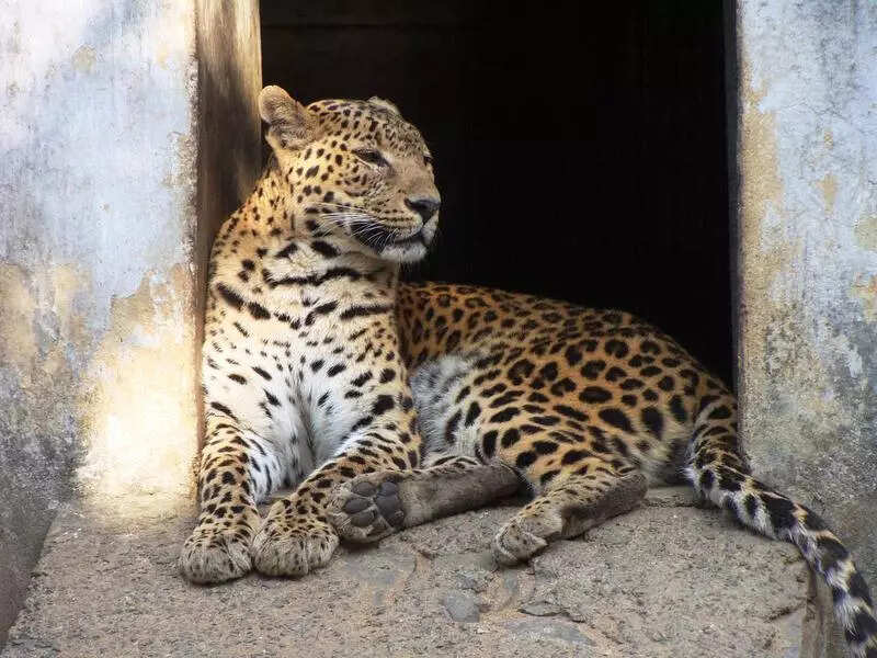 Leopard dies at Bokaro zoo