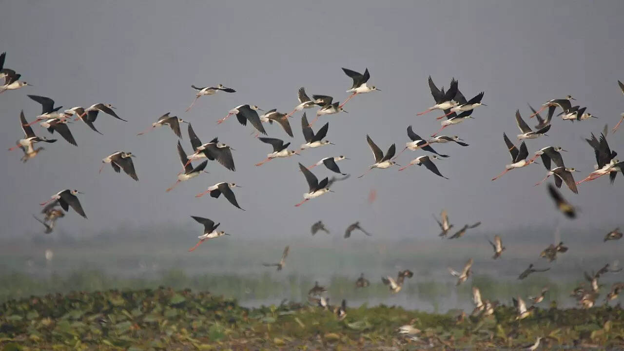 How do birds find their way during migration: A look at their navigation system
