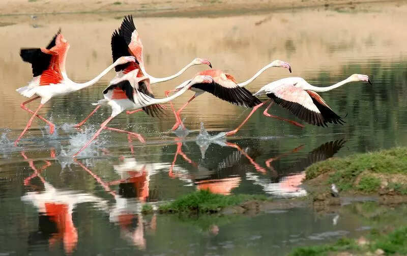As monsoon arrives, forest dept closes all sanctuaries till Oct 15