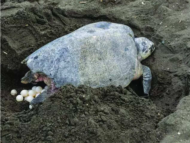 Nesting thrives: North Goa records 18,000 turtle eggs in 5 months of 2025