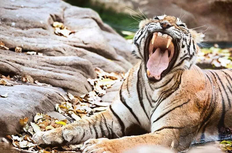 msid 121893530,imgsize 87240 https://jaipur.visitinrajasthan.com/wp-content/uploads/2023/10/cropped-cropped-R-2.png