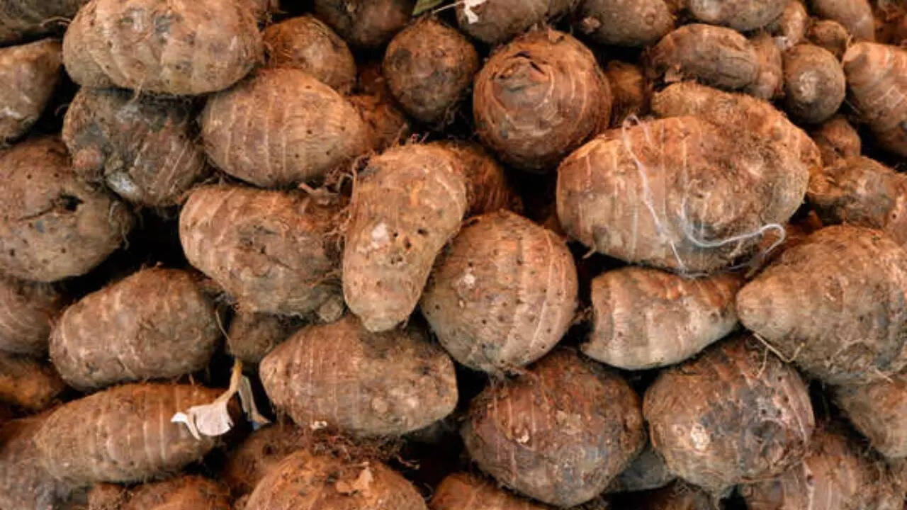 Arbi is the perfect monsoon vegetable for home gardeners: Here’s how you can grow