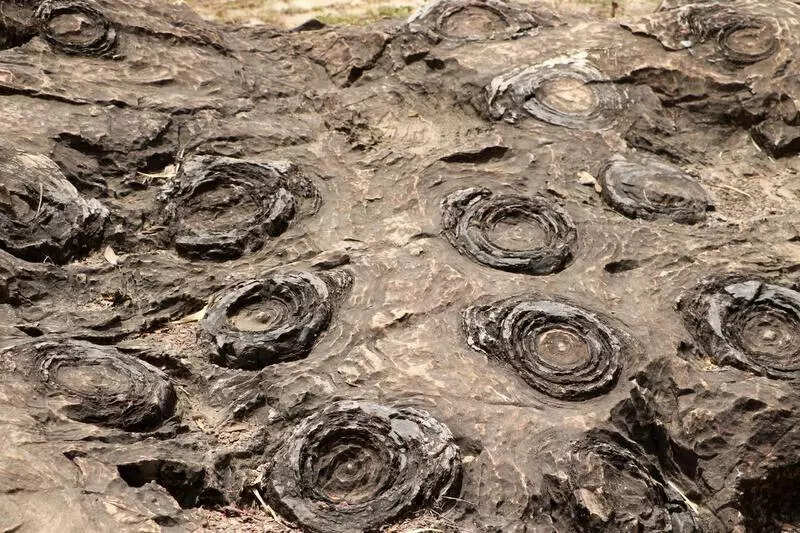 UP’s Salkhan Fossil Park in Unesco tentative list for heritage sites