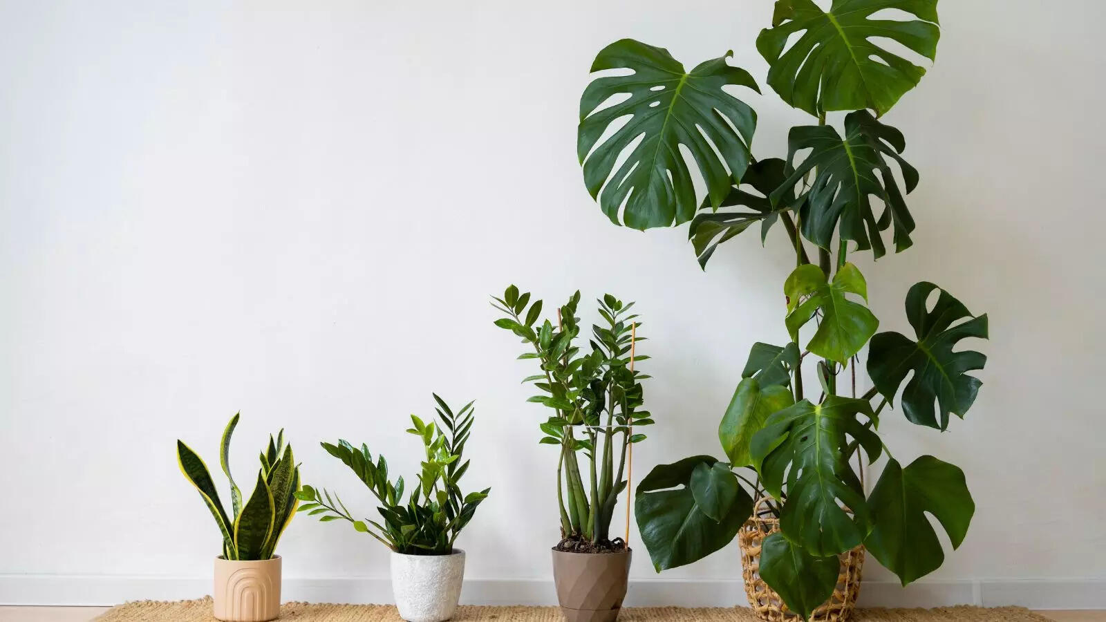 Plants that Match Your Vibe As Per Your Zodiac Sign