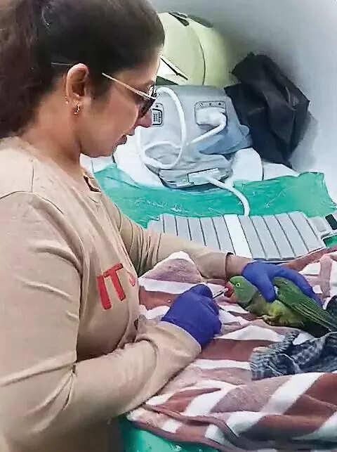 Parrot with neurology issuegets MRI scan, acupuncture