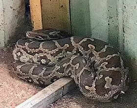 Python gulps 2 birds, rests in poultry shed