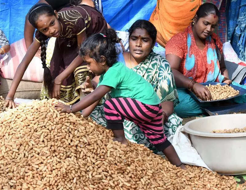 With World Bk support, Jhansi set to develop into dedicated peanut cluster