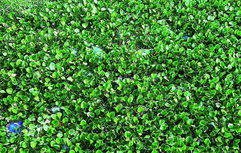 Soon, GIS mapping of Sal river and Ponda nullah; digital portal for environmental monitoring in state