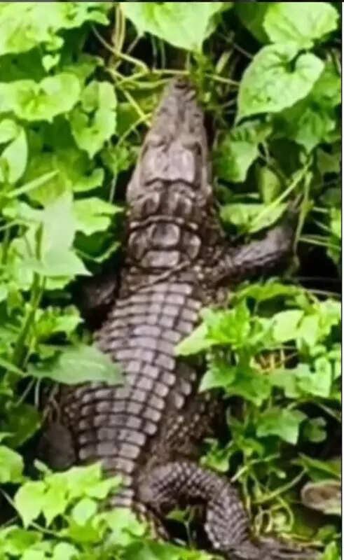 Croc seen in Powai lake, right behind IIT-B hostel