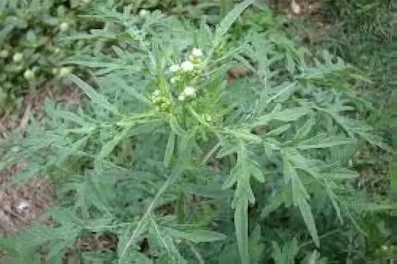 2 Makum teachers take on toxic weeds as authorities remain silent