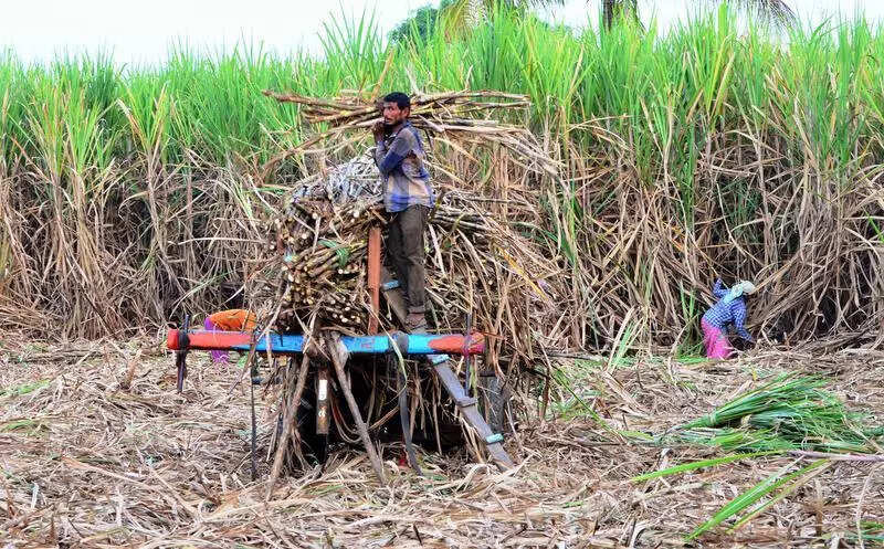 Cane farming gets boost in UP with 243 new varieties