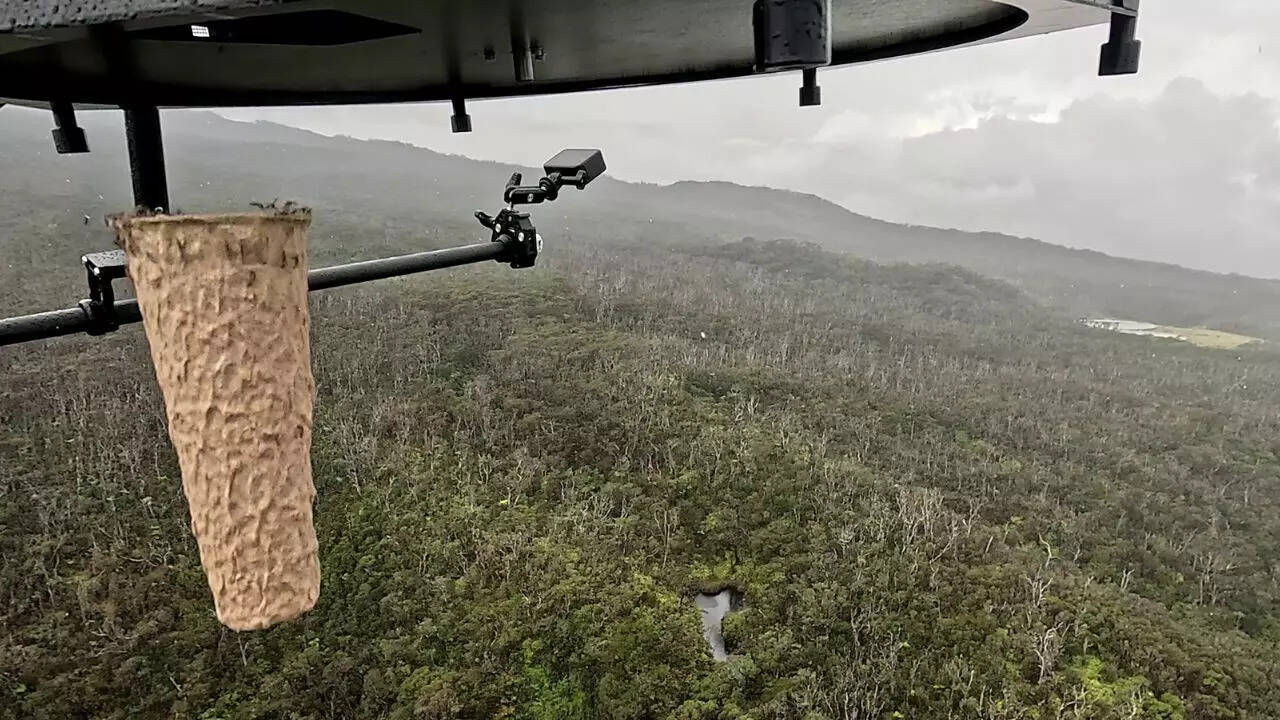 Why are scientists dropping mosquitoes from drones in Hawaii?