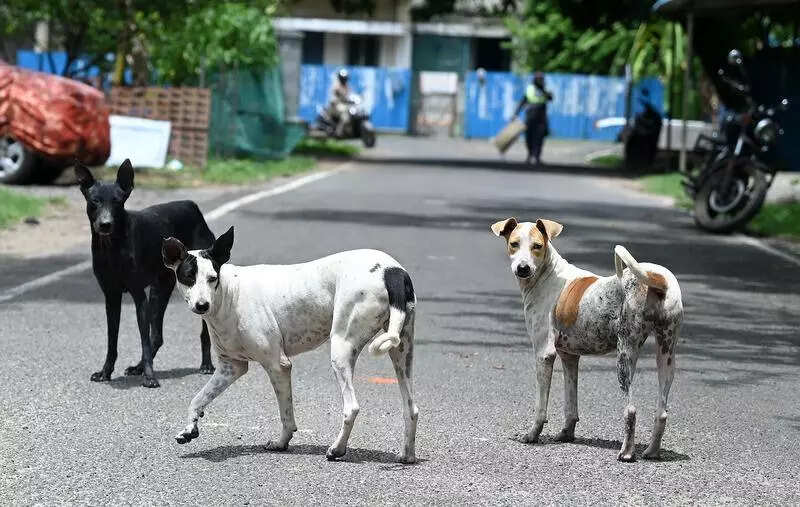 Chennai Halts Dog Sterilizations Amid Surging Stray Population