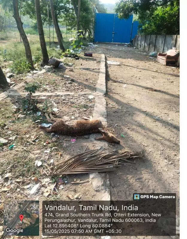 Wild deer feed on trash at Vandalur dumpyard, perish