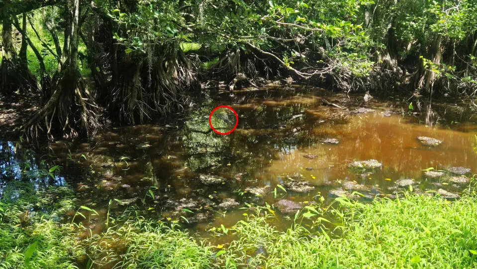 find-alligator-credit-harry-williamson-1004504612.
