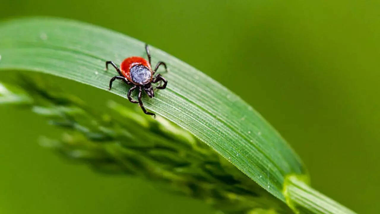 Rise of tick population in the US