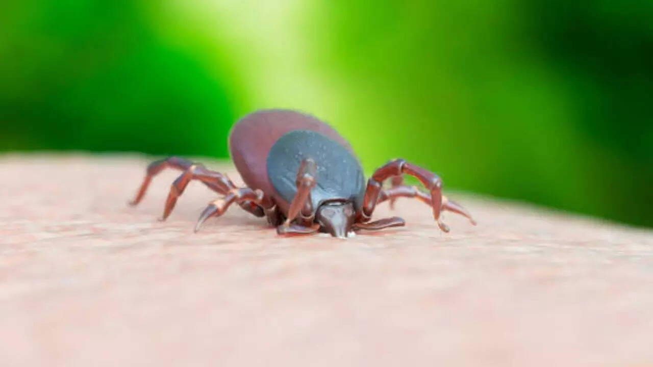 Concerns for tick bites vary according to areas