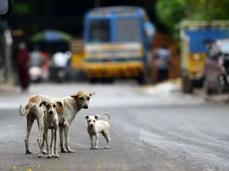 Vax shortage, closure of PHCs at noon leave city at risk of rabies