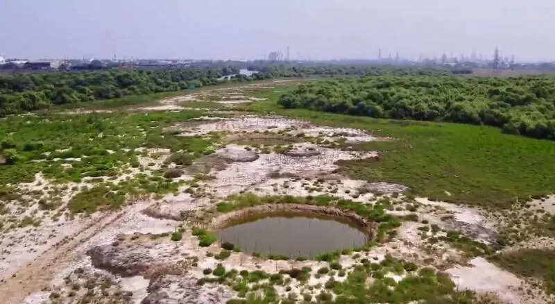 Dozen ponds dug up to boost mangrove growth at Ennore