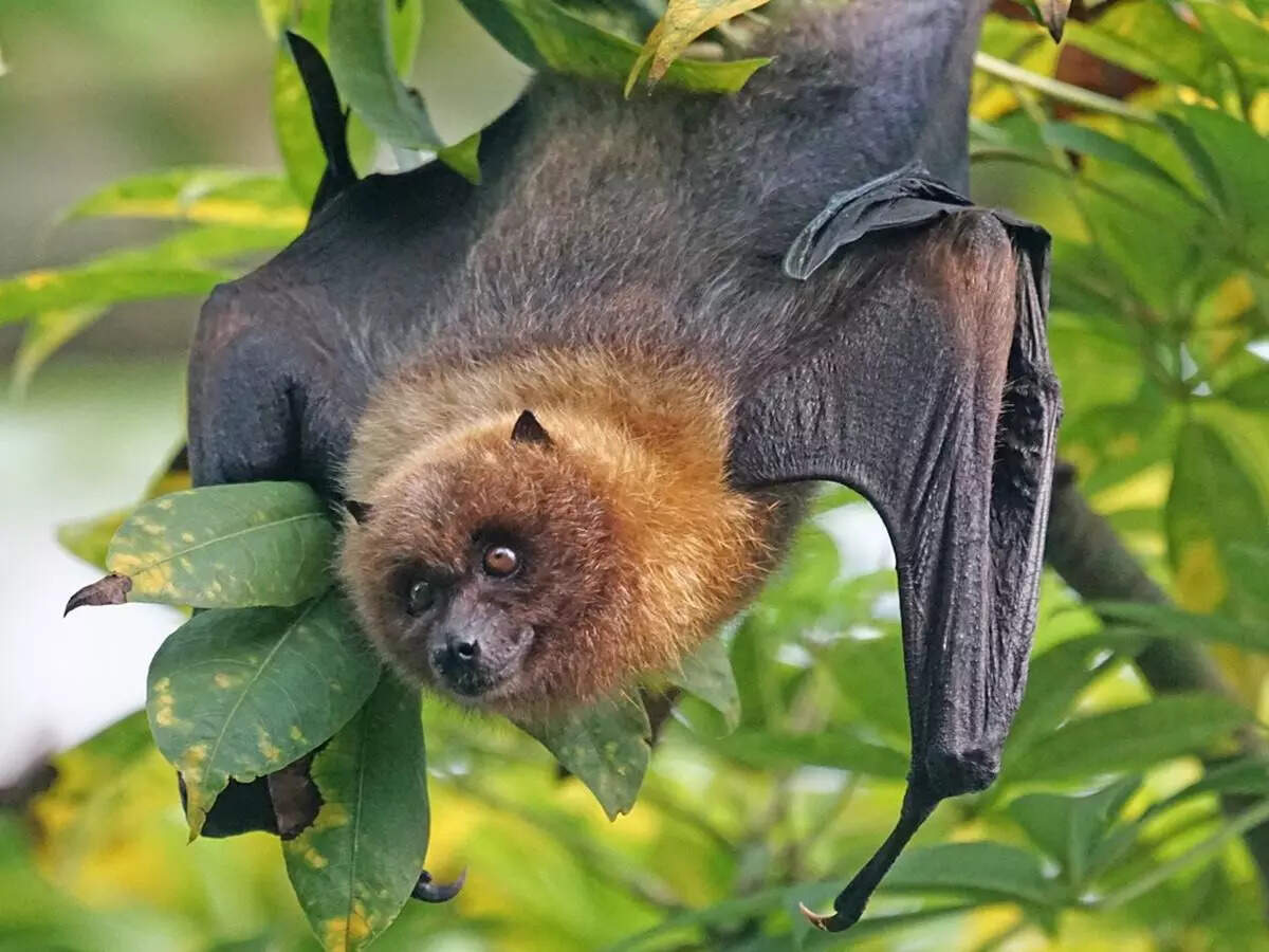 Bats Nipah Virus