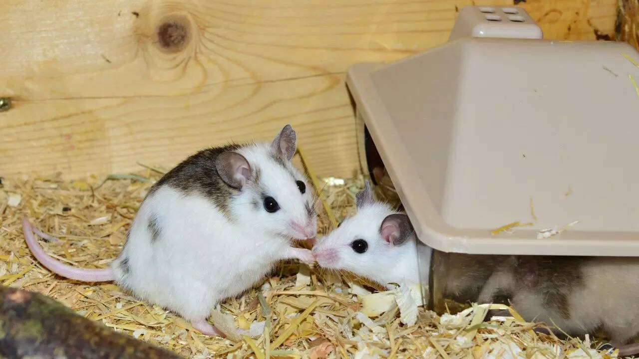 Mice with two fathers? Scientists create fertile mice using DNA from two fathers