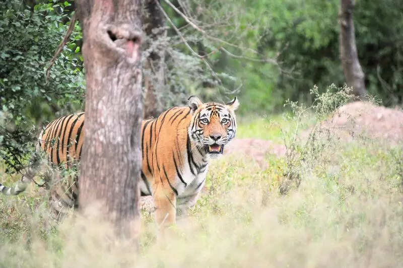 msid 122076254,imgsize 55574 https://jaipur.visitinrajasthan.com/wp-content/uploads/2023/10/cropped-cropped-R-2.png