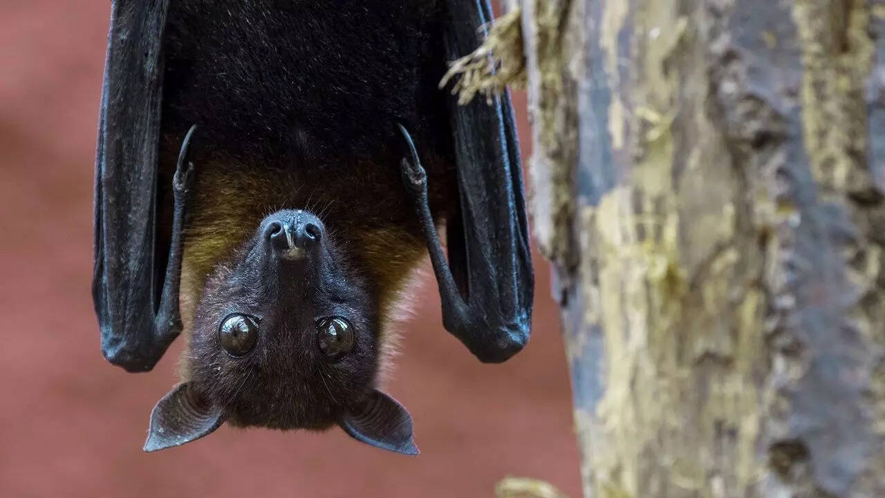 Bat viruses (1)