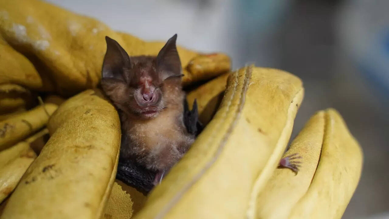 Bat viruses (3)