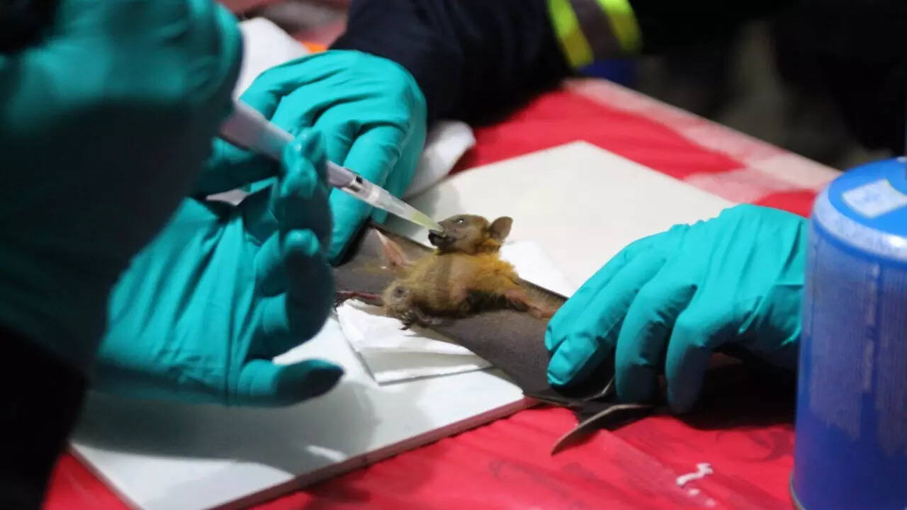 Bat viruses (2)