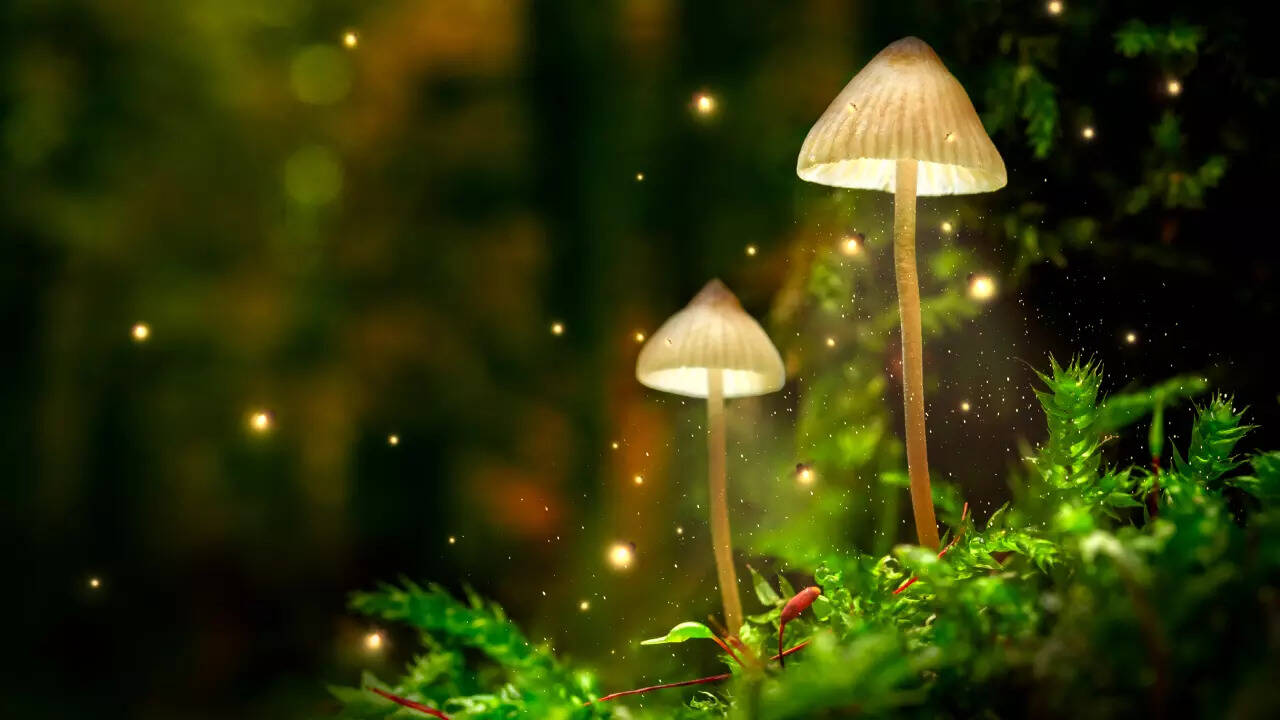 mushroom
