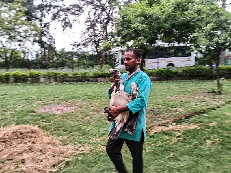 Hope takes flight: 10 rare vultures shipped from Pinjore to new conservation home in Hyderabad