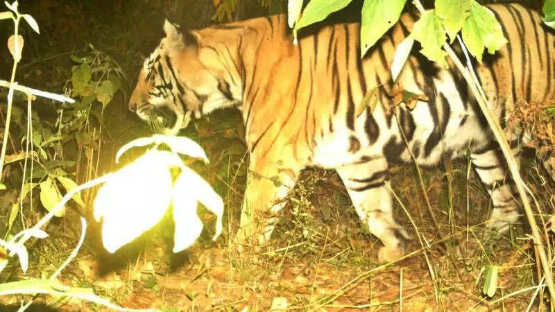 6 months after prowling across J’khand and Bengal, rescued PTR tiger returns home