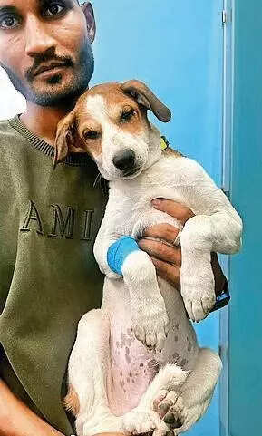 Bone stuck in windpipe,pup struggles to breathe