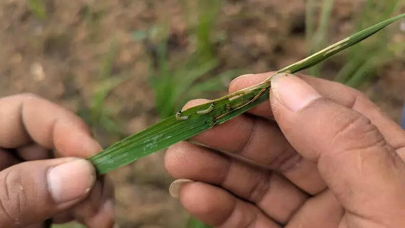 Leaf folder caterpillar outbreak ‘contained’ in Khawzawl dist