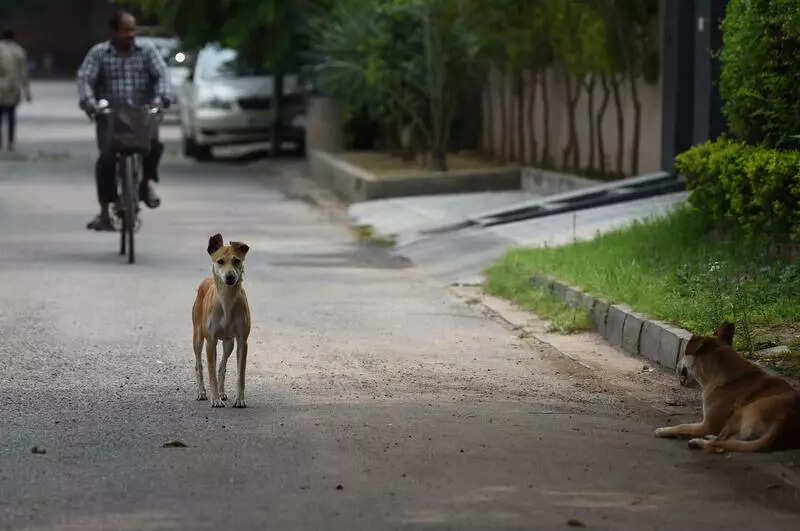 Doctors Warn Of Parasitic Infection From Stray Dogs