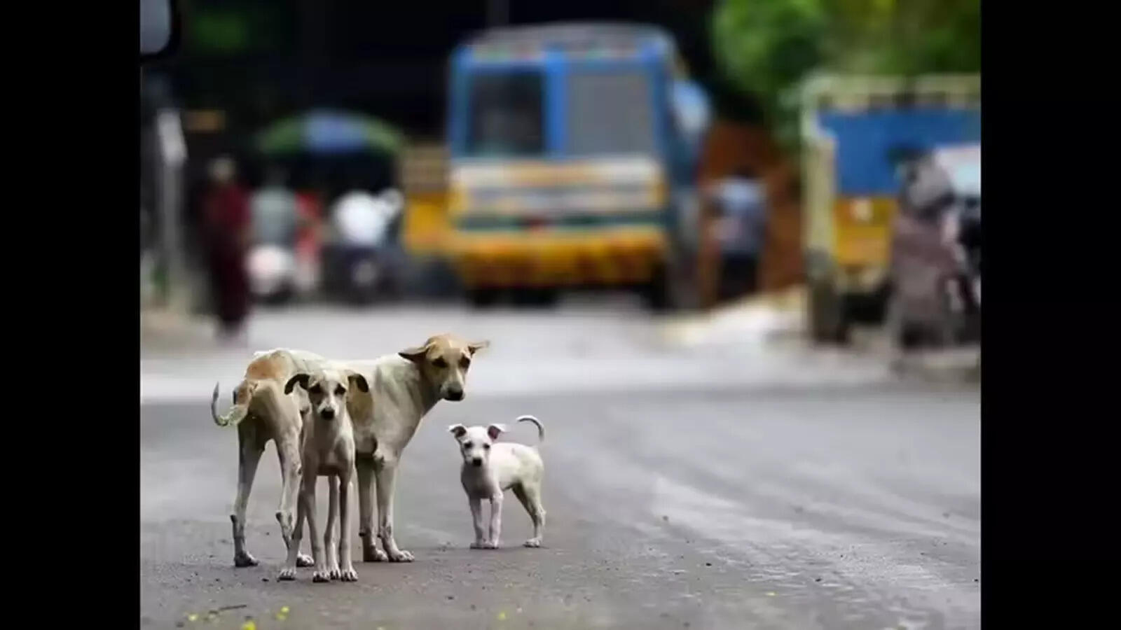 Navelim dog shooter erased proof: Pet owner