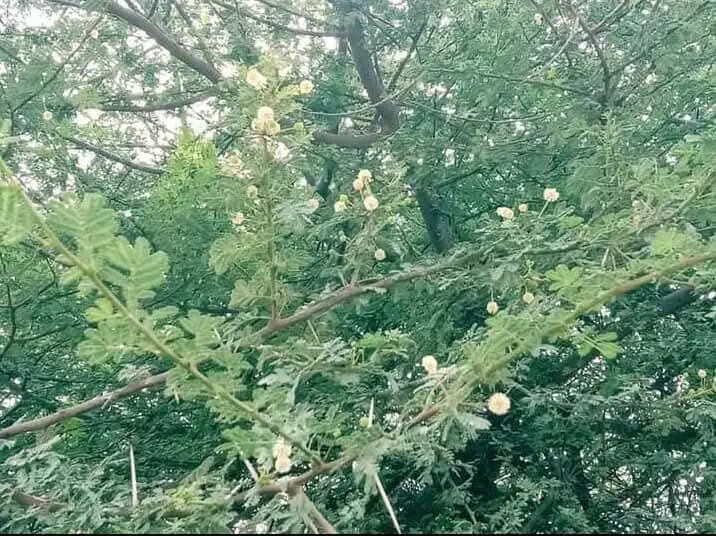 msid 122147003,imgsize 96576 https://jaipur.visitinrajasthan.com/wp-content/uploads/2023/10/cropped-cropped-R-2.png