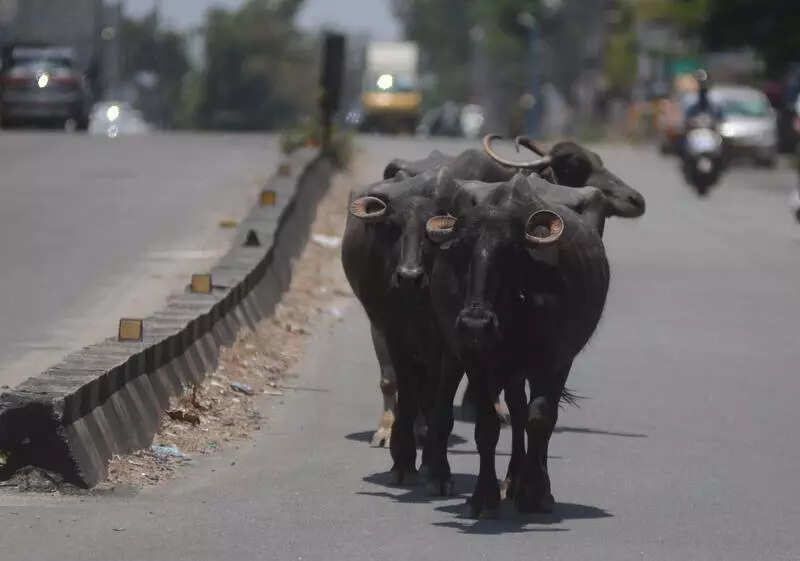 Train runs over 7 buffaloes in Burdwan