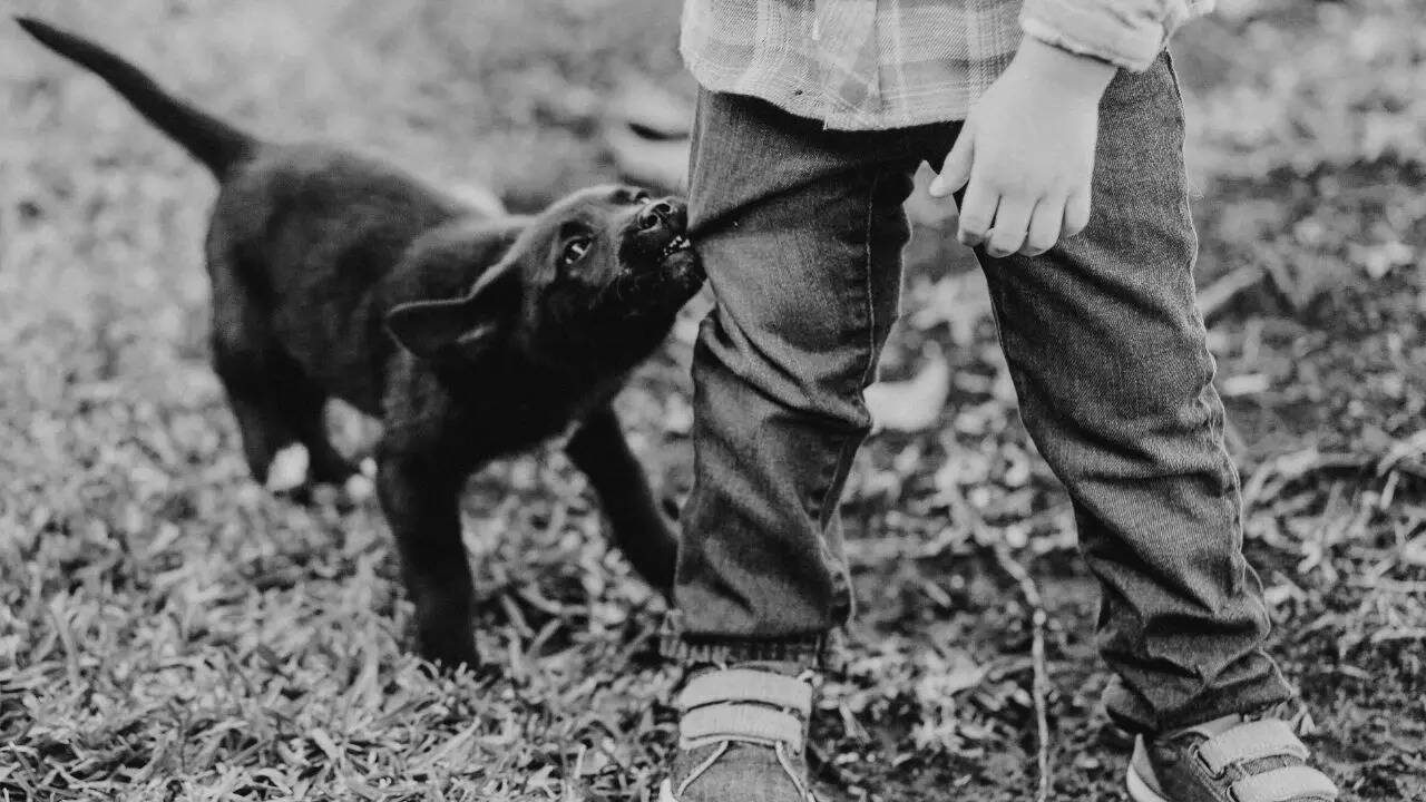 What to do after a dog bite: Essential tips and precautions you can follow