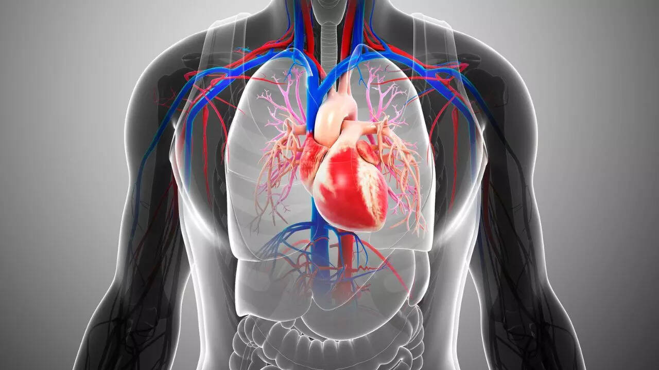 How the heart’s extracellular matrix could be the hidden driver of heart ageing