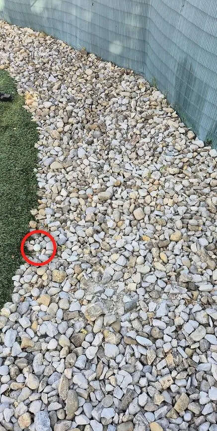 find-golf-ball-hiding-among-1006621163.
