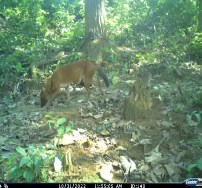 Endangered Asiatic wild dog spotted in Kaziranga-Karbi landscape after 35 yrs