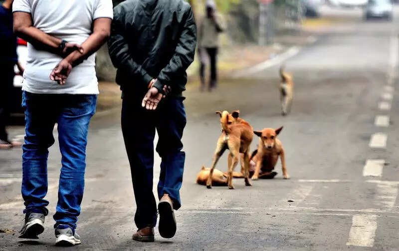 5-year-old boy injured in stray dog attack