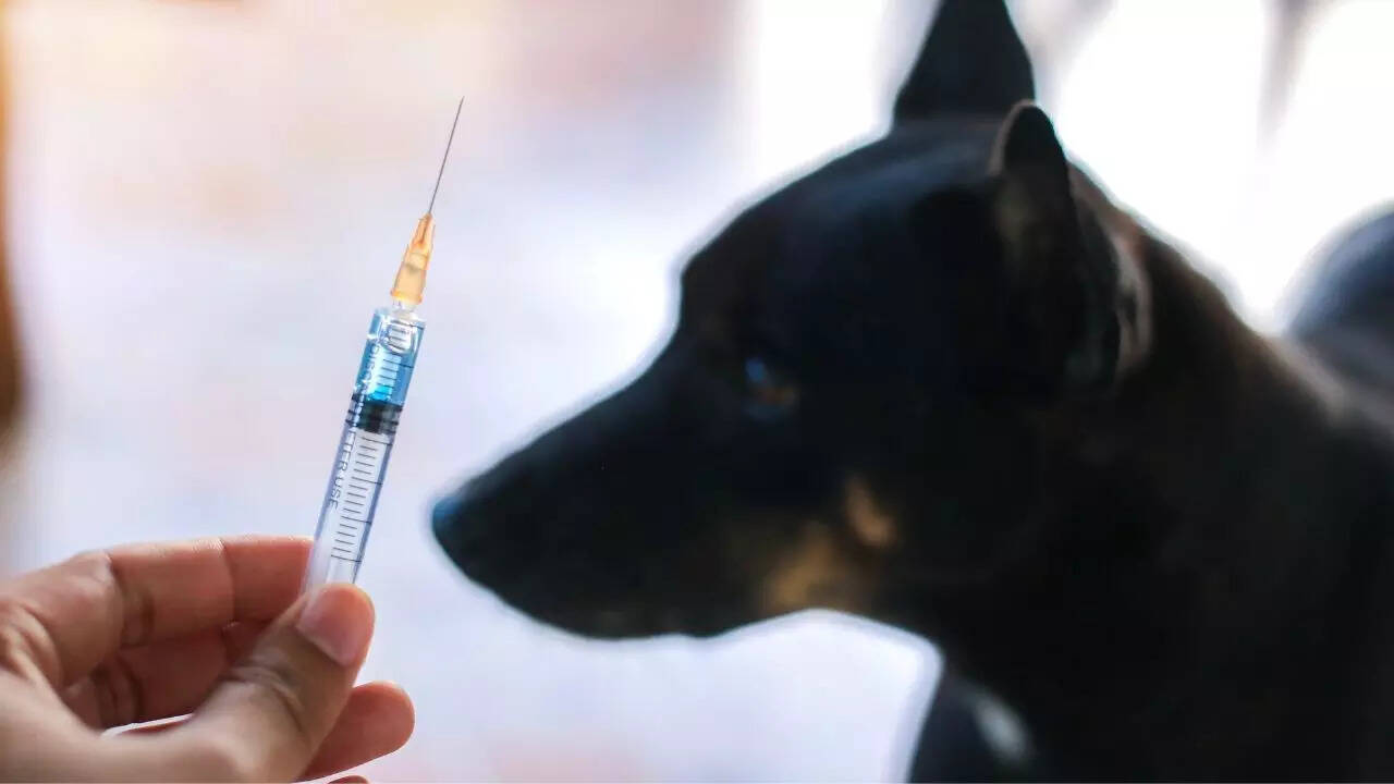 Vaccinate pets
