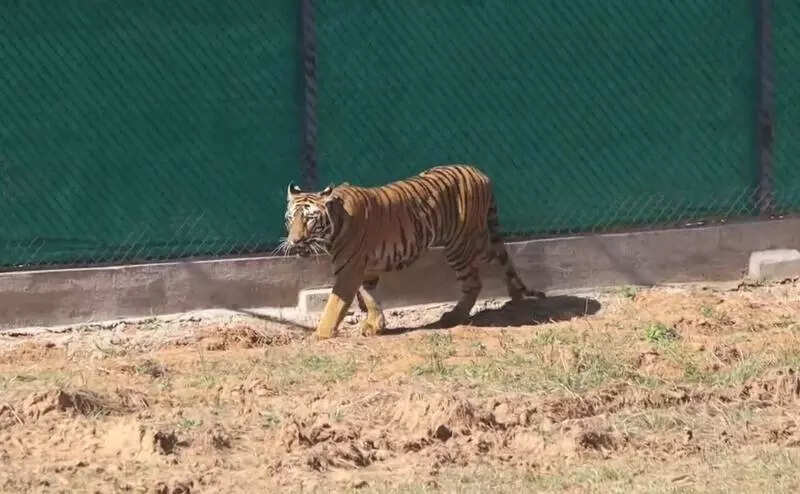 Zeenat released into the wild in April, has found a partner: Wildlife dept