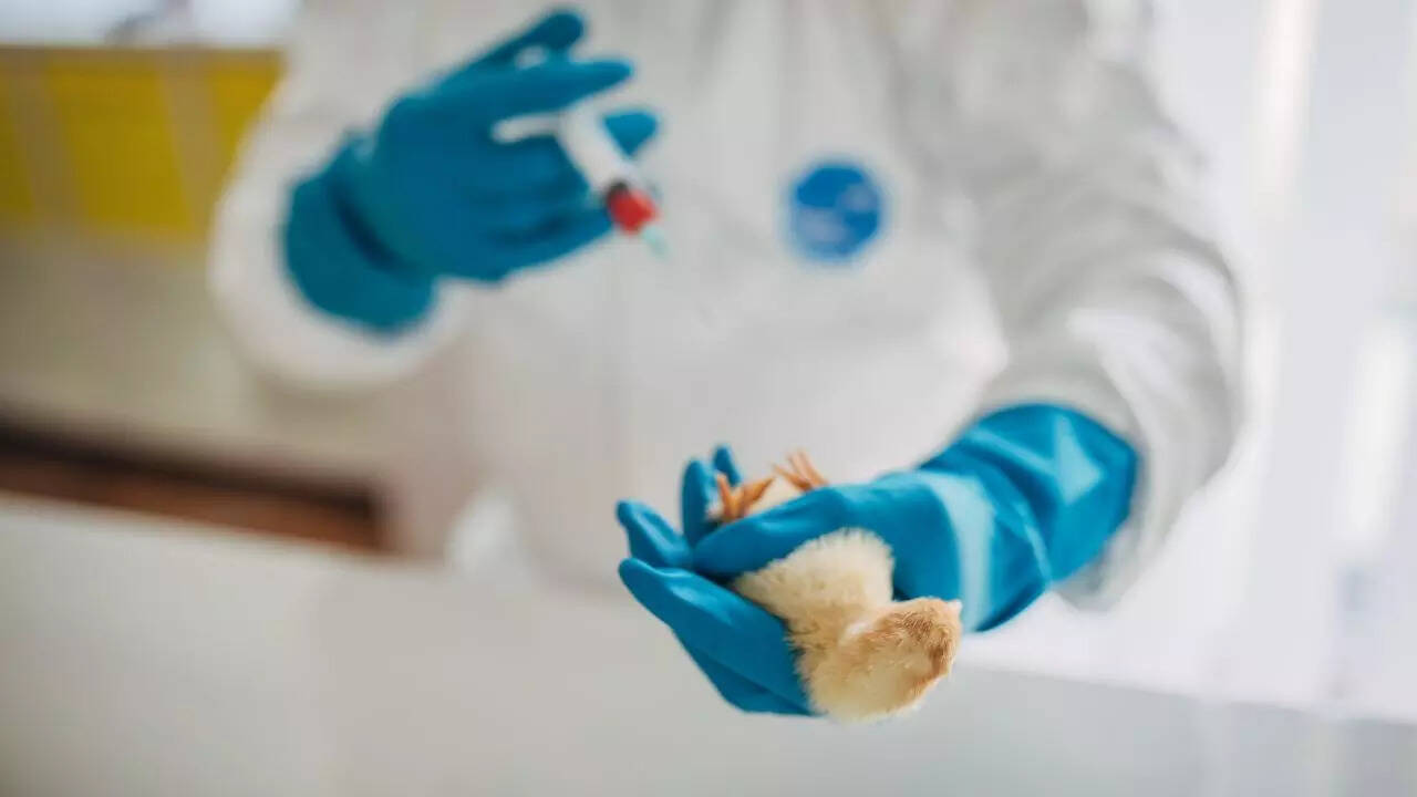 H5N1 bird flu3